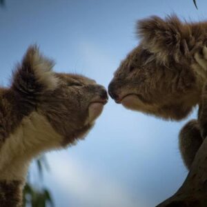 koalas almost touching noses